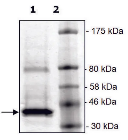 Sigma-Aldrich OTUD6B active human，重组体，在大肠杆菌中表达，≥80%（SDS-PAGE）