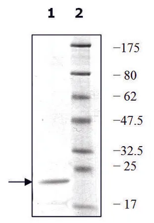 Sigma-Aldrich UEV1A active human，重组体，在大肠杆菌中表达，≥80%（SDS-PAGE）