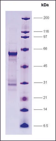 Sigma-Aldrich RARα, ligand binding domain (154-462), GST tagged human,重组体,在大肠杆菌中表达,≥80%(SDS-PAGE)