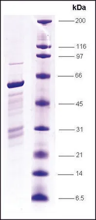 Sigma-Aldrich TFIIF, Rap30 subunit, GST tagged human,重组体,在大肠杆菌中表达,≥80%(SDS-PAGE)