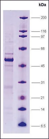 Sigma-Aldrich LXR, α, ligand binding domain, GST tagged human,重组体,在大肠杆菌中表达,≥80%(SDS-PAGE)
