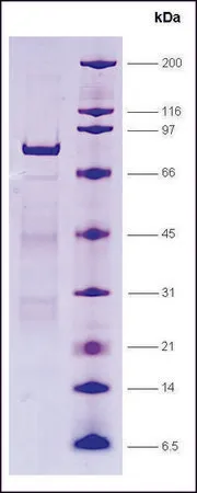 Sigma-Aldrich LRH-1, GST tagged human,重组体,在大肠杆菌中表达,≥80%(SDS-PAGE)