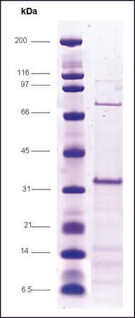 Sigma-Aldrich MAX dimerization protein 1 (MAD) human,重组体,在大肠杆菌中表达,≥80%(SDS-PAGE)
