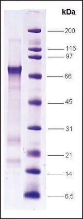 Sigma-Aldrich MDM2, HIS标记 人,重组体,在大肠杆菌中表达,≥80%(SDS-PAGE),缓冲水溶液