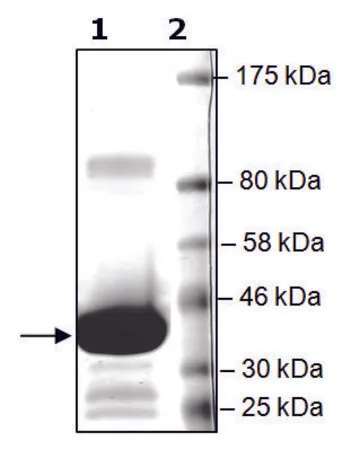 Sigma-Aldrich BRD4 (49-170) GST tag human，重组体，在大肠杆菌中表达，≥82%（SDS-PAGE）