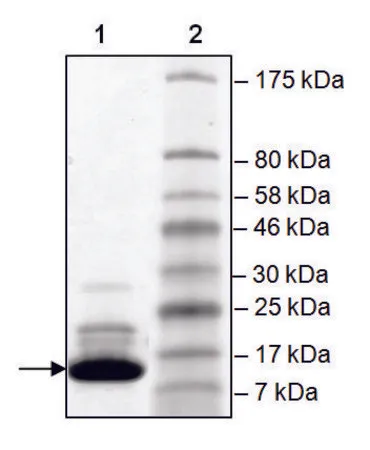 Sigma-Aldrich BAZ2B (2054-2168) human，重组体，在大肠杆菌中表达，≥84%（SDS-PAGE）