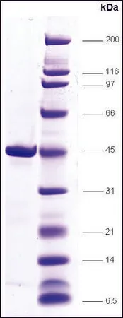 Sigma-Aldrich TBP(TATA盒结合蛋白) 人,重组体,在大肠杆菌中表达,≥85%(SDS-PAGE)
