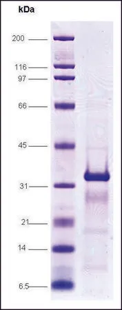 Sigma-Aldrich Pregnane X receptor (138-434), His tagged human,重组体,在大肠杆菌中表达,≥85%(SDS-PAGE)