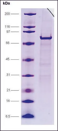 Sigma-Aldrich EF1α, GST tagged human，重组体，在大肠杆菌中表达，≥85%（SDS-PAGE）