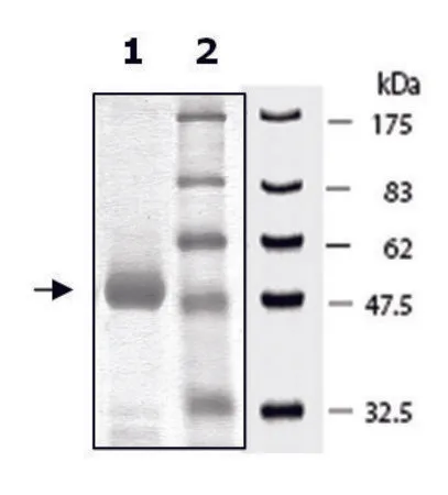 Sigma-Aldrich PLK1 Polo Box Domain active human,重组体,在大肠杆菌中表达,≥90%(SDS-PAGE)