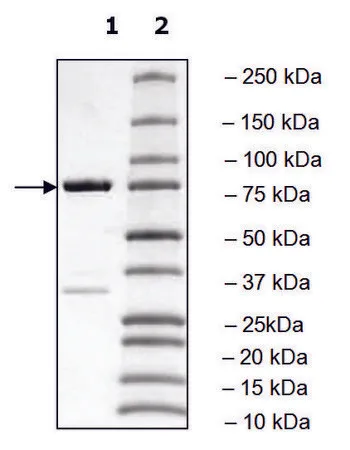 Sigma-Aldrich PLK3 Polo Box Domain human，重组体，在大肠杆菌中表达，≥90%（SDS-PAGE）
