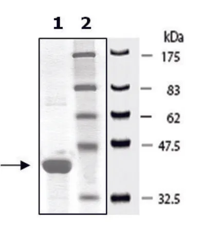 Sigma-Aldrich Hsp40 active human,重组体,在大肠杆菌中表达,≥90%(SDS-PAGE)