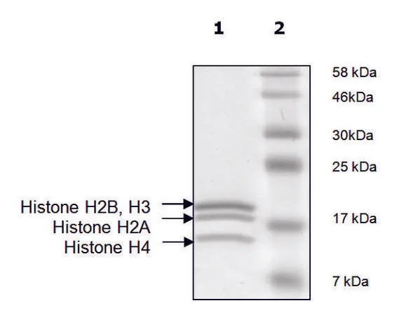 Sigma-Aldrich Histone Octamer full length human,重组体,在大肠杆菌中表达,≥90%(SDS-PAGE)