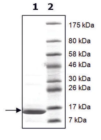 Sigma-Aldrich 组蛋白 H2a 全长,人,重组体,在大肠杆菌中表达,≥90%(SDS-PAGE)