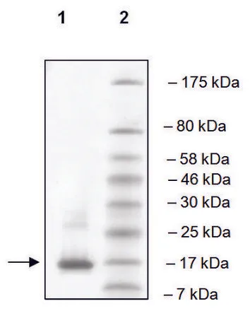 Sigma-Aldrich ATAD2A (981-1108) human，重组体，在大肠杆菌中表达，≥90%（SDS-PAGE）