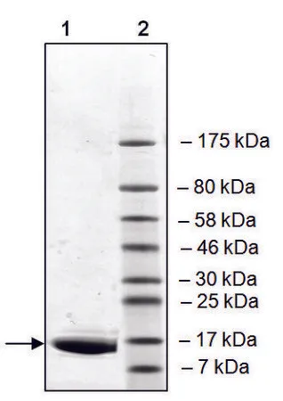 Sigma-Aldrich BRD2 (65-187) His tag human，重组体，在大肠杆菌中表达，≥90%（SDS-PAGE）