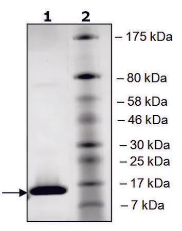 Sigma-Aldrich BRD4 (49-170) His tag human,重组体,在大肠杆菌中表达,≥90%(SDS-PAGE)
