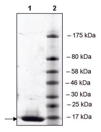 Sigma-Aldrich BRG1 (1480-1603) His tag human，重组体，在大肠杆菌中表达，≥90%（SDS-PAGE）