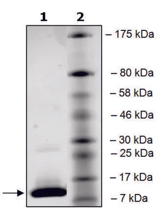 Sigma-Aldrich BRD4 (342-460) His tag human，重组体，在大肠杆菌中表达，≥90%（SDS-PAGE）