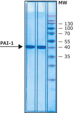 Sigma-Aldrich 血纤维蛋白溶酶原激活物抑制剂1(PAI-1) 人,≥200,000单位/mg蛋白,冻干粉,≥90%(SDS-PAGE)
