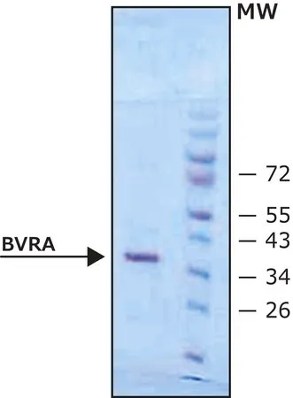 Sigma-Aldrich Biliverdin Reductase A human,重组体,在大肠杆菌中表达,≥90%(SDS-PAGE),缓冲水溶液