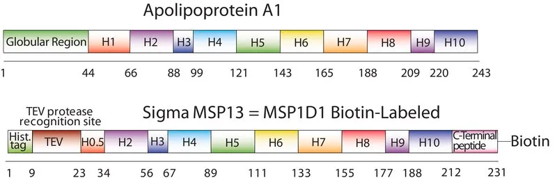 Sigma-Aldrich Membrane Scaffold Protein 1D1 BTN,重组体,在大肠杆菌中表达,生物素标记