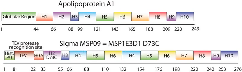 Sigma-Aldrich Membrane Scaffold Protein 1E3D1 D73C,重组体,在大肠杆菌中表达,73位半胱氨酸被取代