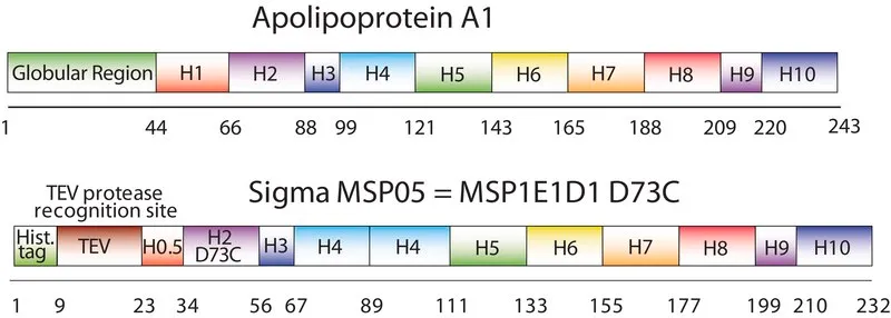 Sigma-Aldrich Membrane Scaffold Protein 1E1D1 D73C,重组体,在大肠杆菌中表达,73位半胱氨酸被取代