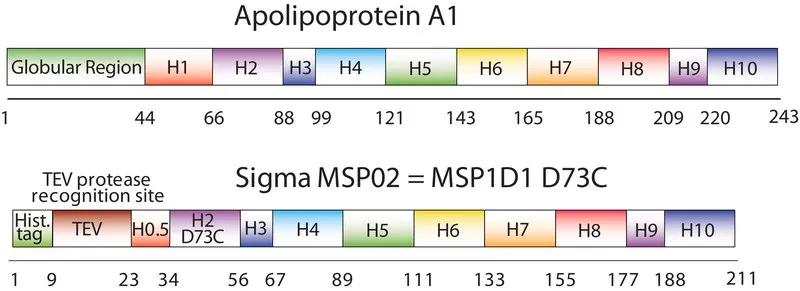 Sigma-Aldrich Membrane Scaffold Protein 1D1 D73C,重组体,在大肠杆菌中表达,73位半胱氨酸被取代