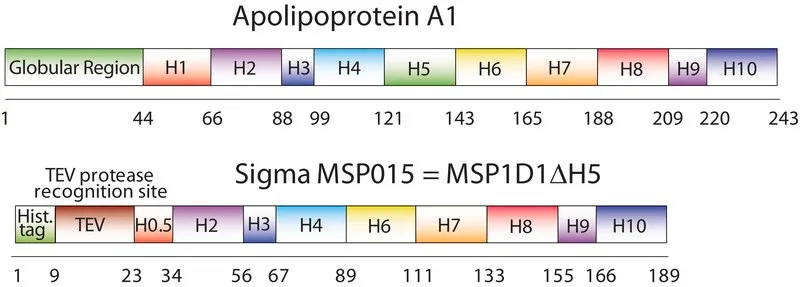 Sigma-Aldrich Membrane Scaffold Protein 1D1 Delta-Helix 5,重组体,在大肠杆菌中表达,缺失Delta Helix 5
