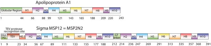 Sigma-Aldrich Membrane Scaffold Protein 2N2，重组体，在大肠杆菌中表达，MSP1D1-MSP1D2融合蛋白