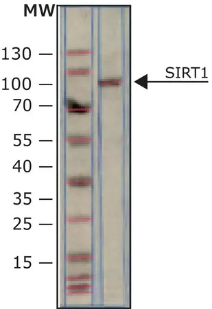Sigma-Aldrich SIRT1 人，≥90%（SDS-PAGE），人重组体，在大肠杆菌中表达，N-末端组氨酸标记
