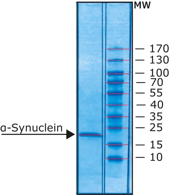 Sigma-Aldrich α-突触核蛋白 人,重组体,在大肠杆菌中表达,N-末端组氨酸标记,≥90%(SDS-PAGE),冻干粉末