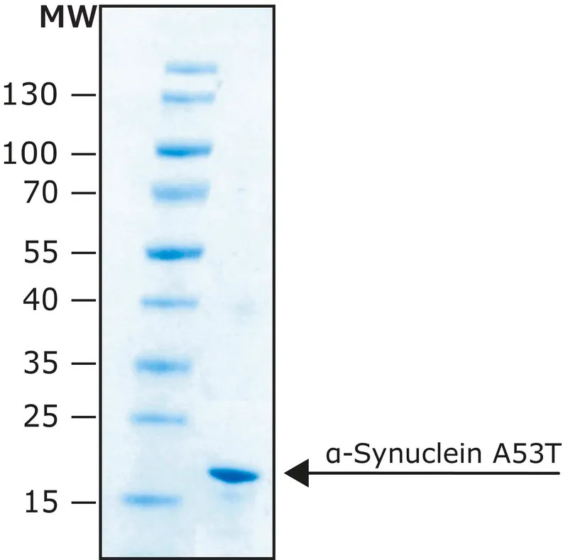 Sigma-Aldrich α-Synuclein A53T 人,重组体,在大肠杆菌中表达,N-末端组氨酸标记,≥90%(SDS-PAGE),冻干粉末