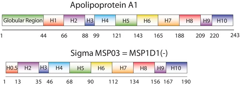 Sigma-Aldrich Membrane Scaffold Protein 1D1(-)，重组体，在大肠杆菌中表达，缓冲水溶液