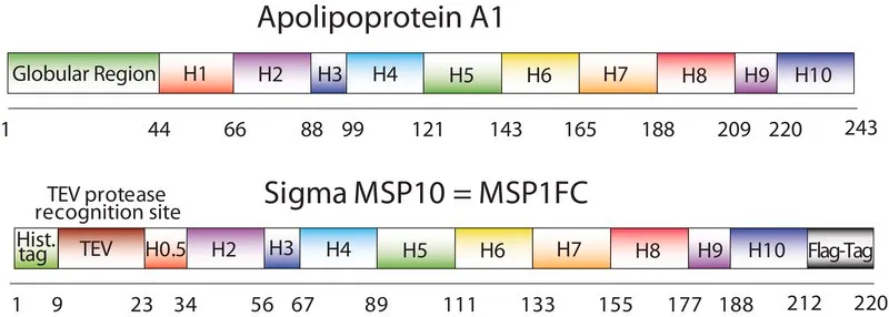 Sigma-Aldrich Membrane Scaffold Protein 1FC,重组体,在大肠杆菌中表达,缓冲水溶液