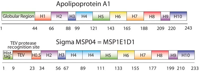 Sigma-Aldrich Membrane Scaffold Protein 1E1D1,重组体,在大肠杆菌中表达,缓冲水溶液