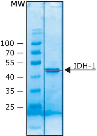 Sigma-Aldrich Isocitrate Dehydrogenase 1 (NADP+) human,重组体,在大肠杆菌中表达,冻干粉末,≥80U/mg蛋白