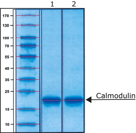 Sigma-Aldrich 钙调蛋白 牛，重组体，在大肠杆菌中表达，冻干粉末，≥98%（SDS-PAGE）