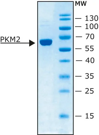 Sigma-Aldrich 丙酮酸激酶 M2 人,重组体,在大肠杆菌中表达,比活性≥100U/mg蛋白