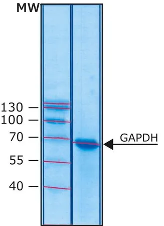 Sigma-Aldrich Glyceraldehyde-3-phosphate dehydrogenase human,重组体,在大肠杆菌中表达