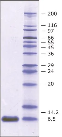 Sigma-Aldrich Aprotinin Nicotiana tobacco, >= 5TIU/mg protein, >= 98 % SDS-PAGE | 9087-70-1，重组体，在烟草中表达，≥5 TIU/mg蛋白，粉末，≥98%（SDS-PAGE），适用于抑制试验