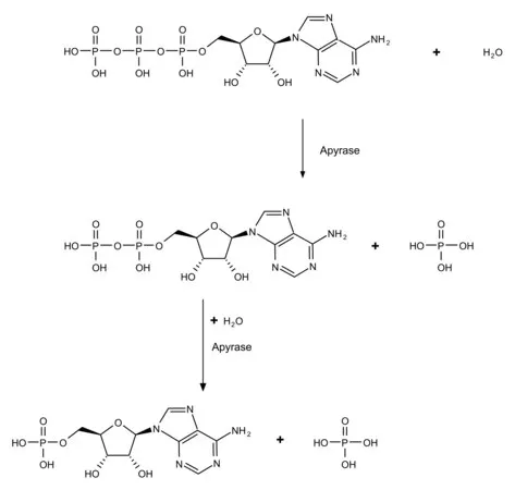 Sigma-Aldrich 马铃薯来源腺苷三磷酸双磷酶，重组，在毕赤酵母中表达，ATP酶≥1000单位/mg蛋白，冻干粉