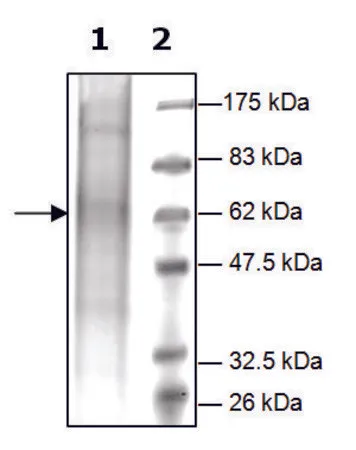 Sigma-Aldrich PrCP active human,重组体,在辅理善™ 293-F细胞中表达,≥15%(SDS-PAGE)
