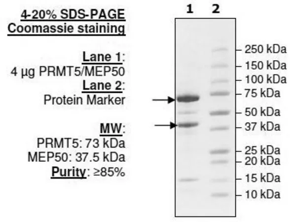 Sigma-Aldrich PRMT5/MEP50 Active human,重组体,在辅理善™ 293-F细胞中表达,≥60%(SDS-PAGE)