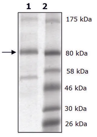 Sigma-Aldrich LOXL2 human,重组体,在辅理善™ 293-F细胞中表达,≥86%(SDS-PAGE)