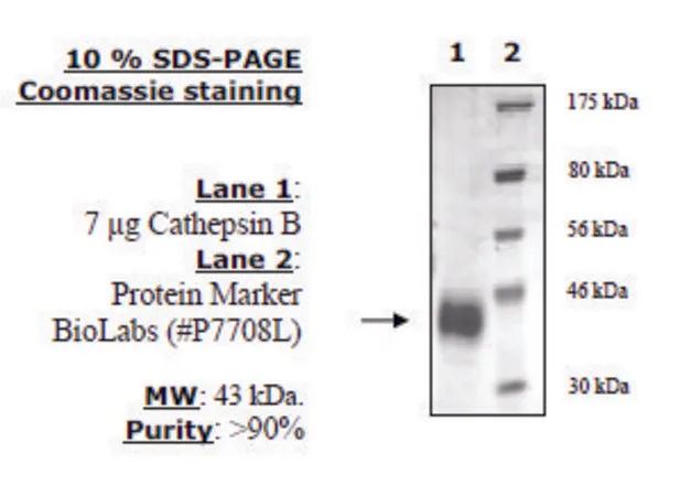 Sigma-Aldrich Cathepsin B Active 人,重组体,在辅理善™ 293-F细胞中表达,≥90%(SDS-PAGE)