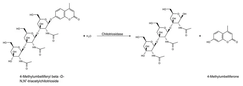 Sigma-Aldrich Chitotriosidase human，重组，在HEK 293细胞中表达