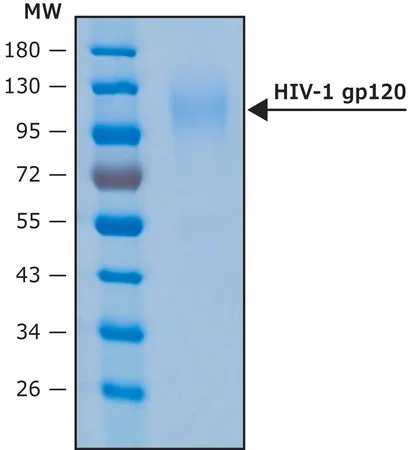 Sigma-Aldrich HIV-1 GP120蛋白，重组，在HEK 293细胞中表达
