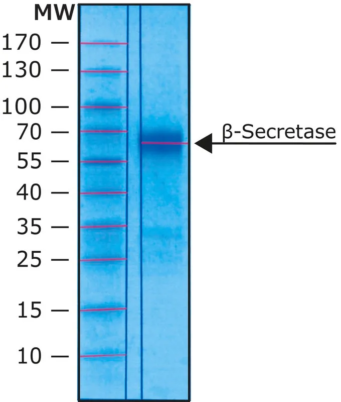 Sigma-Aldrich β-分泌酶 人,重组体,在HEK 293细胞中表达(C末端FLAG标记),胞外结构域,≥10,000单位/mg蛋白,≥90%(SDS-PAGE),缓冲水溶液